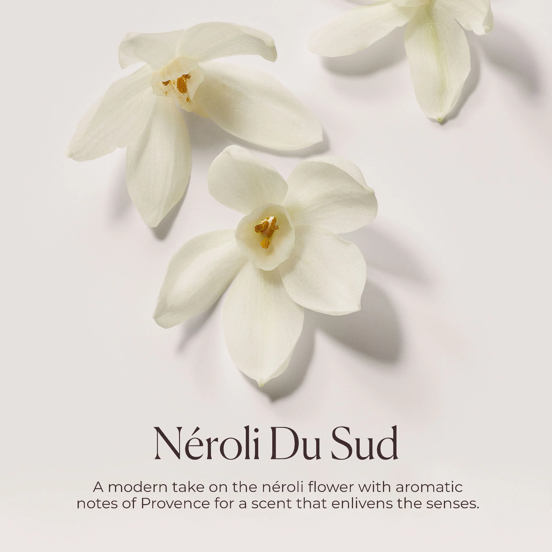5924-hydrating-body-wash-n-roli-du-sud-7.webp Hydrating Body Wash Néroli du Sud
